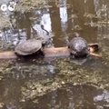 HITTVIDEO | Jälgi mängu! Kaks kilpkonna peavad ühe palgi pärast tulist heitlust