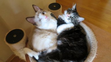 GALERII | Simmo ja Sia on erilised, ühesilmsed ja lahutamatud ühist kodu otsivad kassipojad