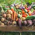 Kui suurt aiamaad on vaja, et kasvatada köögivilja neljaliikmelisele perele?
