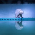 Hiina ostukeskus pani jääkaru klaaskasti ja imestab veel, et loom rõõmu ei tunne