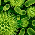 Inimese kõhus elab umbes üks kilo baktereid - millega nad seal tegelevad?