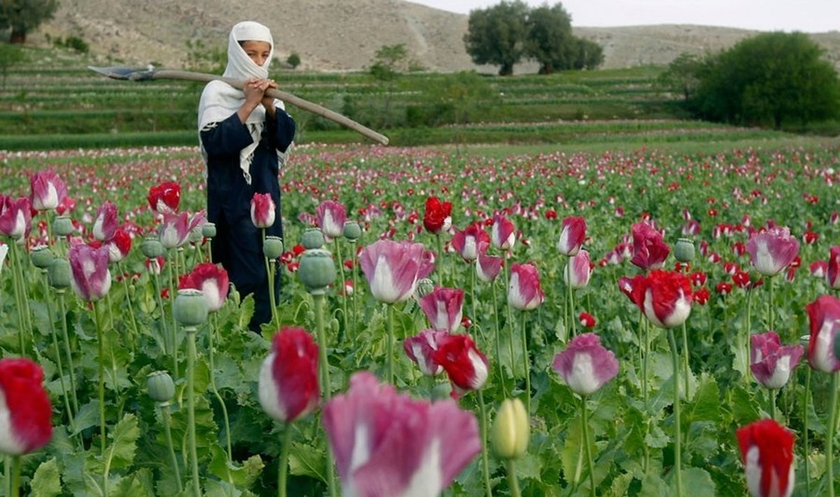 Noor põllumees mooniväljal Afganistani Jalālābādi provintsis. Riigi 34 provintsist on moonivabad ainult 14.