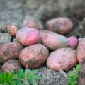 Ученый рассказал, как определить ядовитый картофель