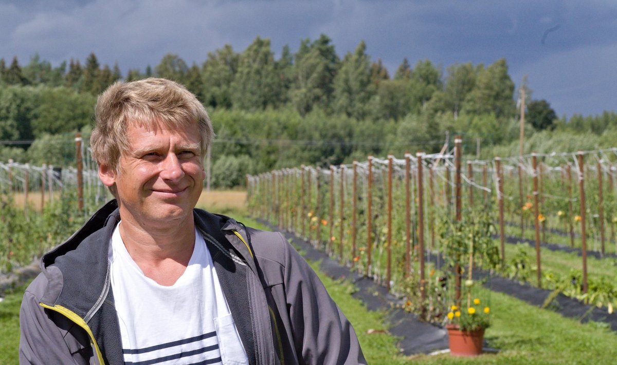 Ingmar Pappel istub oma katsepõllu ääres, kus lageda taeva all kasvas eelmisel aastal pea tuhat taime.