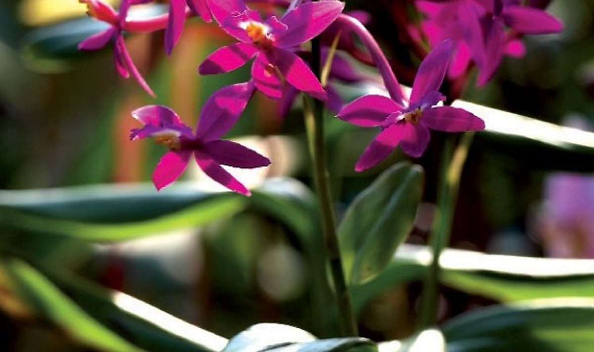 Umbrohune orhidee epidendrum.
