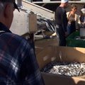 REPORTERI VIDEO: Pärnus saab värsket räime osta otse kalurilt