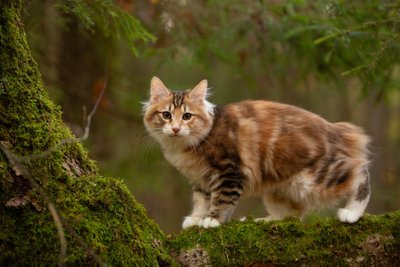 Kuriili bobtail