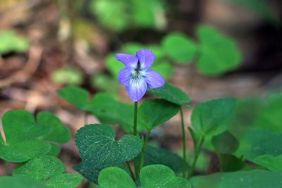 Фиалка собачья (лат. Viola canina L.), по-эстонски – koerkannike