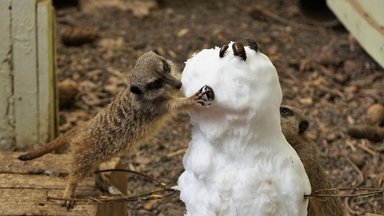 LÕBUSAD FOTOD | Tallinna loomaaia surikaadid tegid tutvust lumememmega