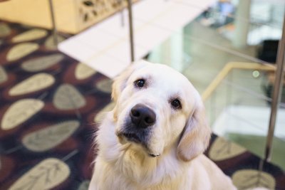 Retriiver Olaf on kolleegidega tuttav juba kutsikaeast alates