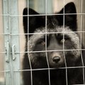 Loomade eestkostjad: karusloomafarmides pole võimalik heaolu tagada