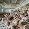 Oletus: Väimelasse kavandatavasse farmi plaanitakse tegelikult mahutada 2 miljonit kana