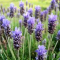 Aroomiteraapia põnevad saladused: lavendli erinevad liigid ja nende kasutamine