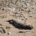 ФОТО: Такой ”орды рыбьих трупов” на Чудском озере раньше не было: запах распространяется по всей округе