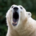 Jääkaru tappis Alaska eraldatud külas lapse ja naise