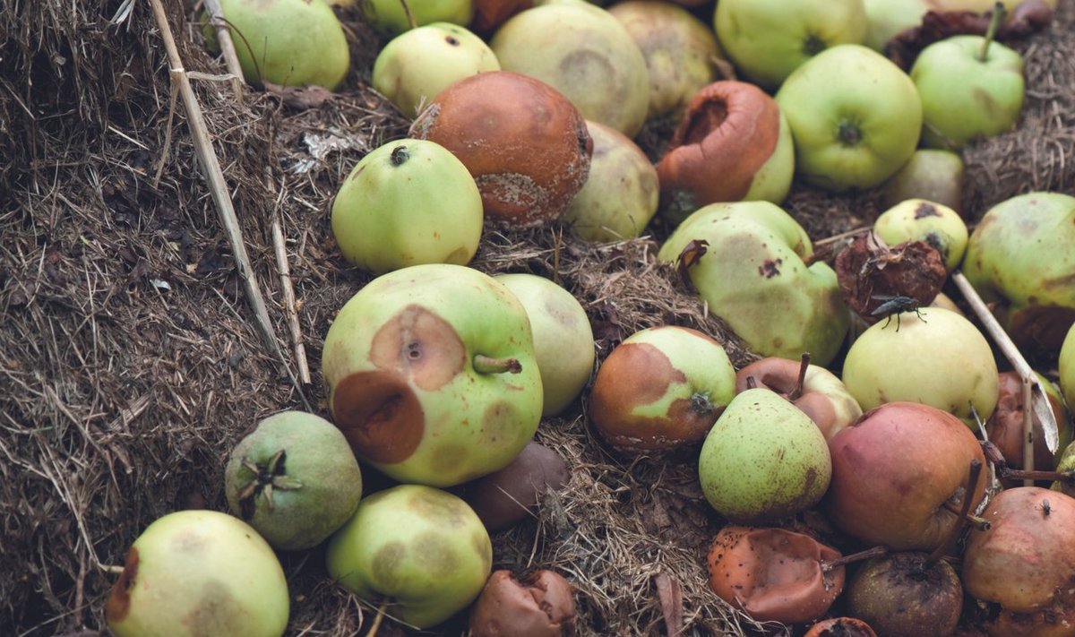 Õunad kompostiks.