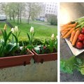 “Мой дом летом” | Богатый урожай овощей на балконе в Ласнамяэ