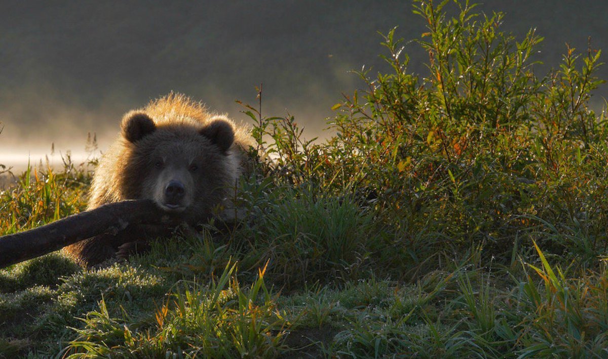 Dokumentaalfilmis "Kamtšatka karud" jälgib Vene karuentusiastide meeskond seitsme kuu vältel mitut karuperekonda ning nende elu ja arengut vabas looduses. 