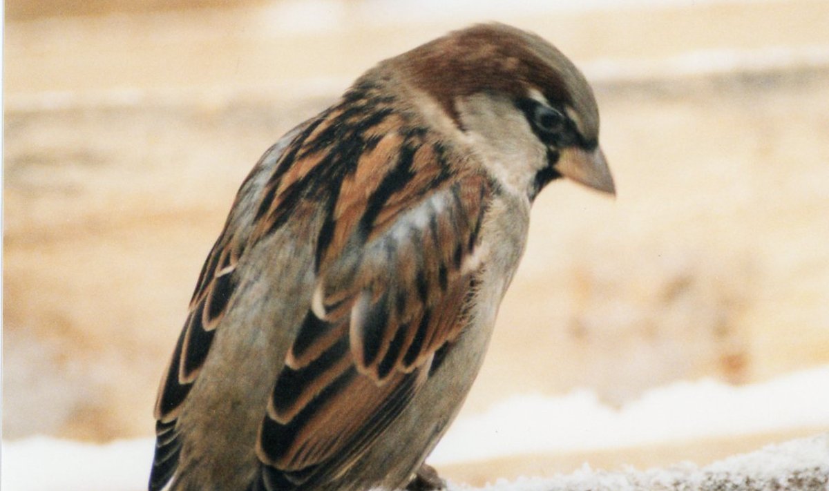 Varblane (foto on illustreeriv)