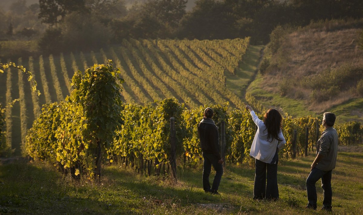 Feudi Di San Gregorio viinamarjapõllud ja veinimaja tootmine on kõik viimase ligi 40 aasta jooksul nullist loodud: täna kasvatab Feudi di San Gregorio veinimaja oma viinamarju enam kui 300 hektaril, mis on jagatud enam kui 700 erinevaks põlluks.