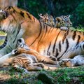 Amuuri tiiger Pootsmani kutsikad pääsesid suurde õueaedikusse