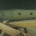 ВИДЕО | На дне Балтийского моря нашли неповрежденный корабль XVII века
