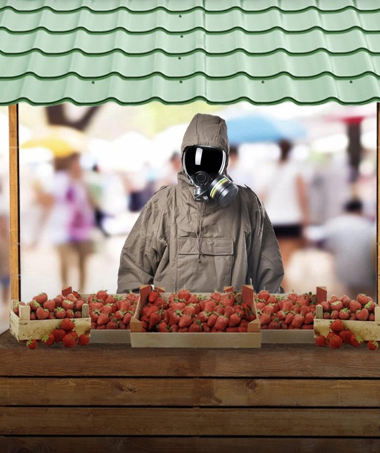 Pestitsiide, mida Eesti maasikatest leiti, ei ole lubatud Eesti maasikakasvatuses üldse kasutada.