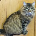 KODULEIDJA | Õnnetu saatusega ja eluaegseks varjupaiga kassiks sildistatud Mehis on Viljandi varjupaiga staažikaim elanik