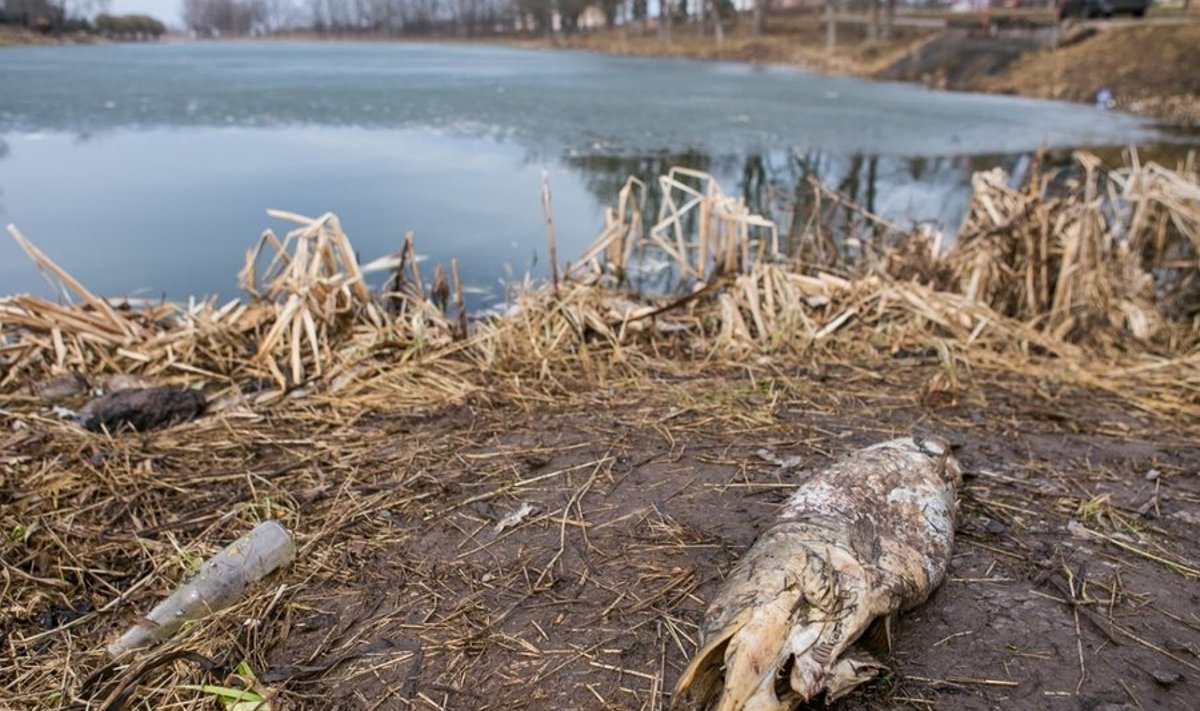 Kambja järve kalade massilise surma põhjustas terve talve visalt püsinud paks jääkiht ja selle tagajärjel tekkinud hapnikupuudus.