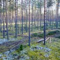 Tulu metsast täna või tulevikus – kuidas erineb metsa majandamine?