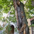 DELFI FOTOD | Maakri kvartali ehitusele materjali viinud veok kahjustas mitut puud