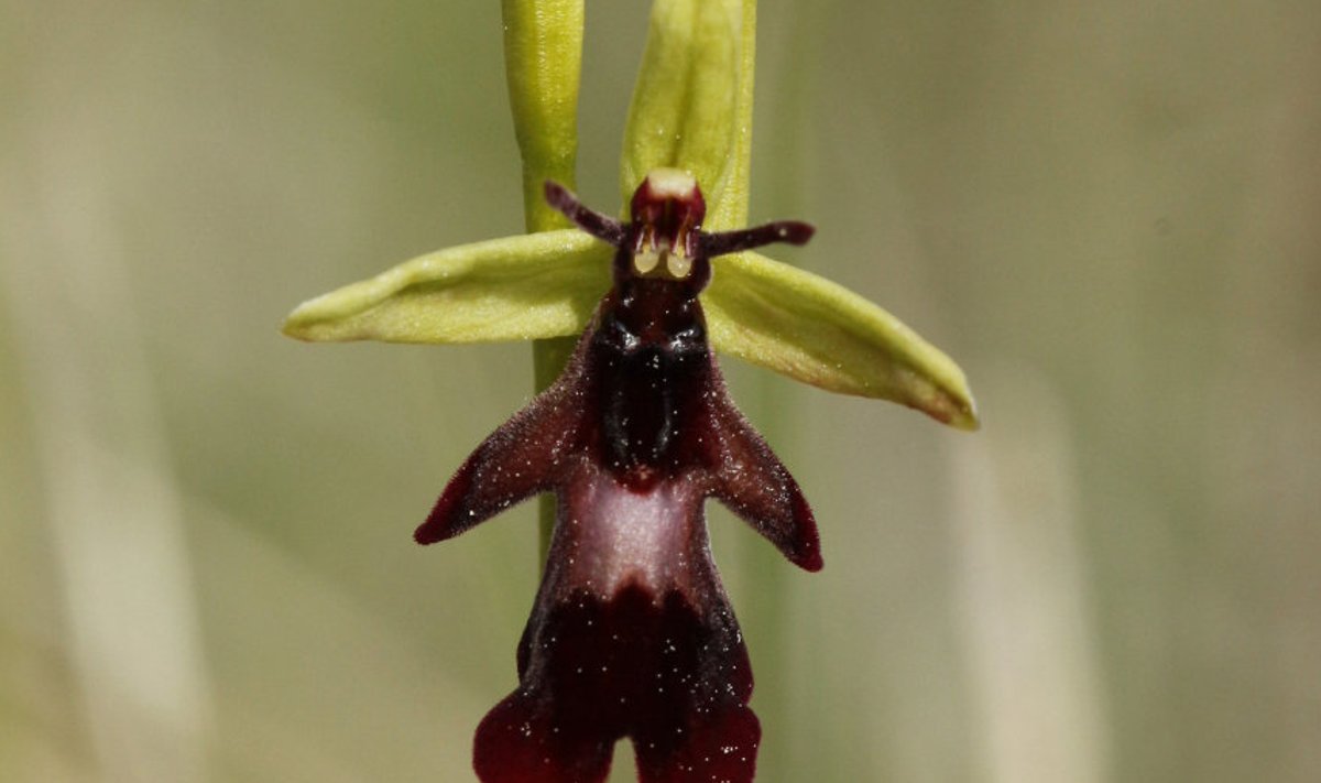 Aasta orhidee - kärbesõis (Ophrys insectifera)
