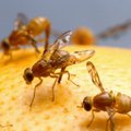 Teadlased avastasid, et üks teada-tuntud putukaliik elus püsimiseks und ei vaja