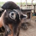 VIDEO | Karusloomafarmis sündinud Kiwi saadab varjupaigast sõbrapäevatervitusi
