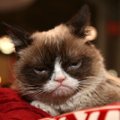 4 haruldast ja kummalist kassitõugu: teadus, mis peitub lahkunud Grumpy Cati kuulsa näoilme taga