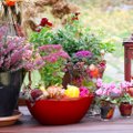 Kümme näidet, kuidas aed sügiseselt värvikaks sättida