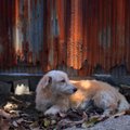 Lihtsad viisid, kuidas aidata Ukraina loomi