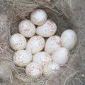 Eestis võib aastas teise kurna muneda 70 protsenti rasvatihase paaridest