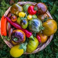 В Таллиннском ботаническом саду состоится Помидорный праздник: покажут сотни сортов томатов