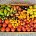 Maakodu toimetus avalikustab enda aias kasvanud tomatite lemmiksordid