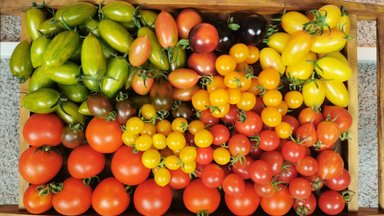 Missugune tomatisort koduses kasvuhoones või avamaal kasvatamiseks valida?