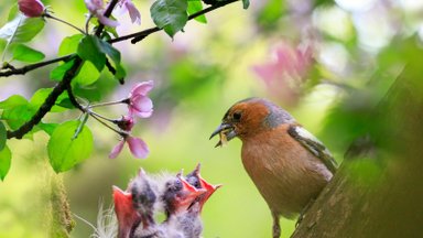 Vabaühendused paluvad pidada kevadsuvist pesitsusrahu, et linnupojad saaksid suureks kasvada