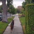 EKSPERIMENT | Kuidas reageerib koer, kui ta saab keset jalutuskäiku ühtäkki aru, et omanikku enam ei olegi