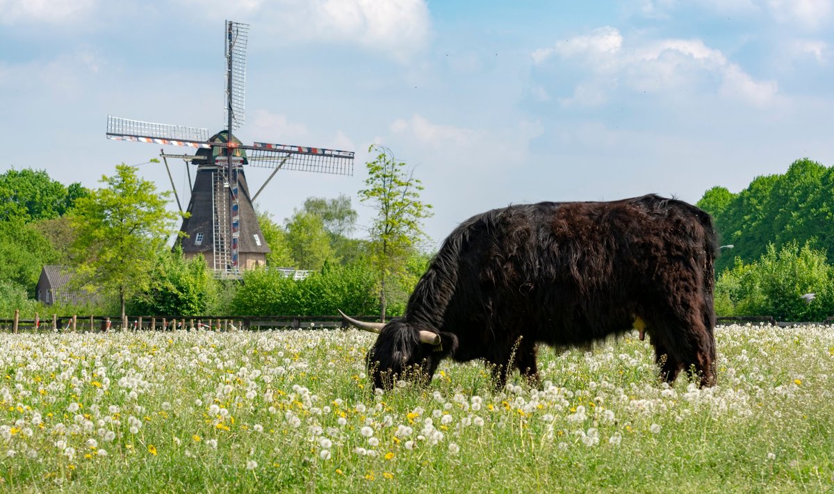 Eindhoveni külje all asuvast Veldhoveni linnast on saanud USA ja Hiina omavahelise köieveo võitlusplats. Pildil olevast tuulikust umbes kaheksa kilomeetri kaugusel asub maailma üks kõige kõrgtehnoloogilisemaid tehaseid.