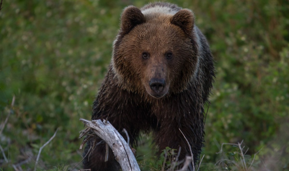 See karu ründas hetk hiljem loodusfotograaf Peeter Karaskit