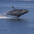 Vette plartsatamine on osa vaaladevahelisest kõnekeelest