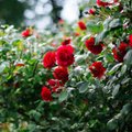 Спутник розы: 8 лучших цветов-компаньонов для роз в вашем саду
