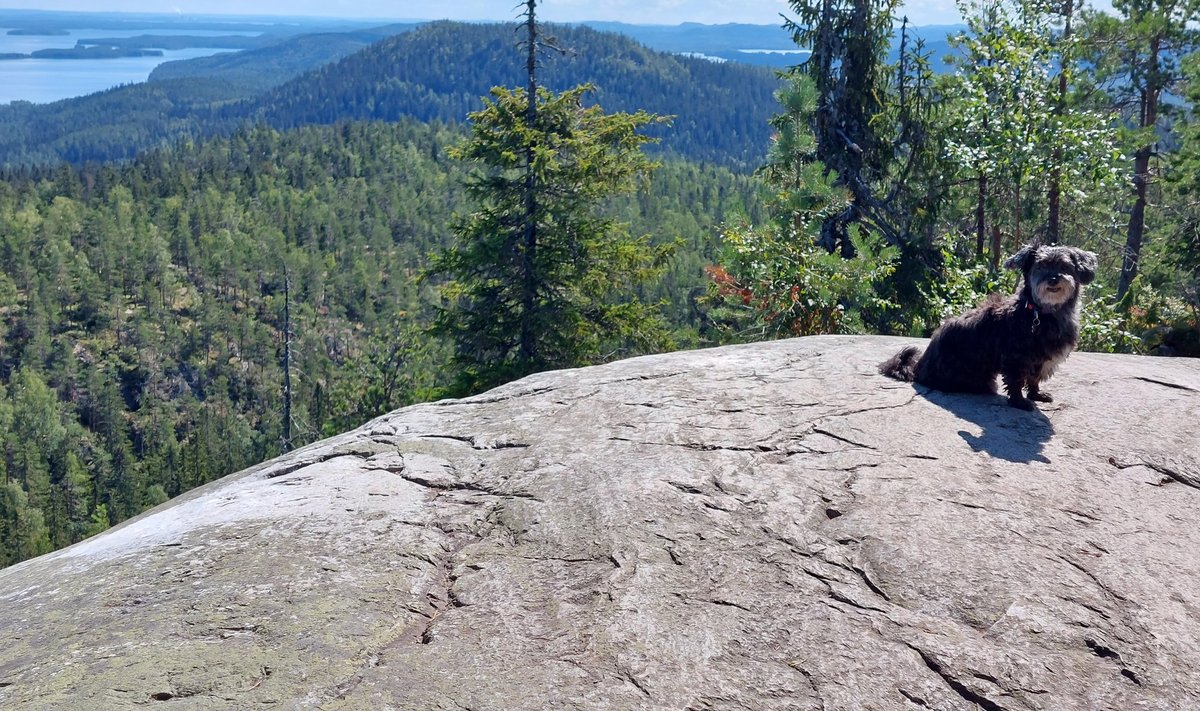 Koli rahvuspark