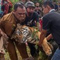Ohustatud Sumatra tiigrid põgenesid Indoneesia loomaiast, tappes talitaja