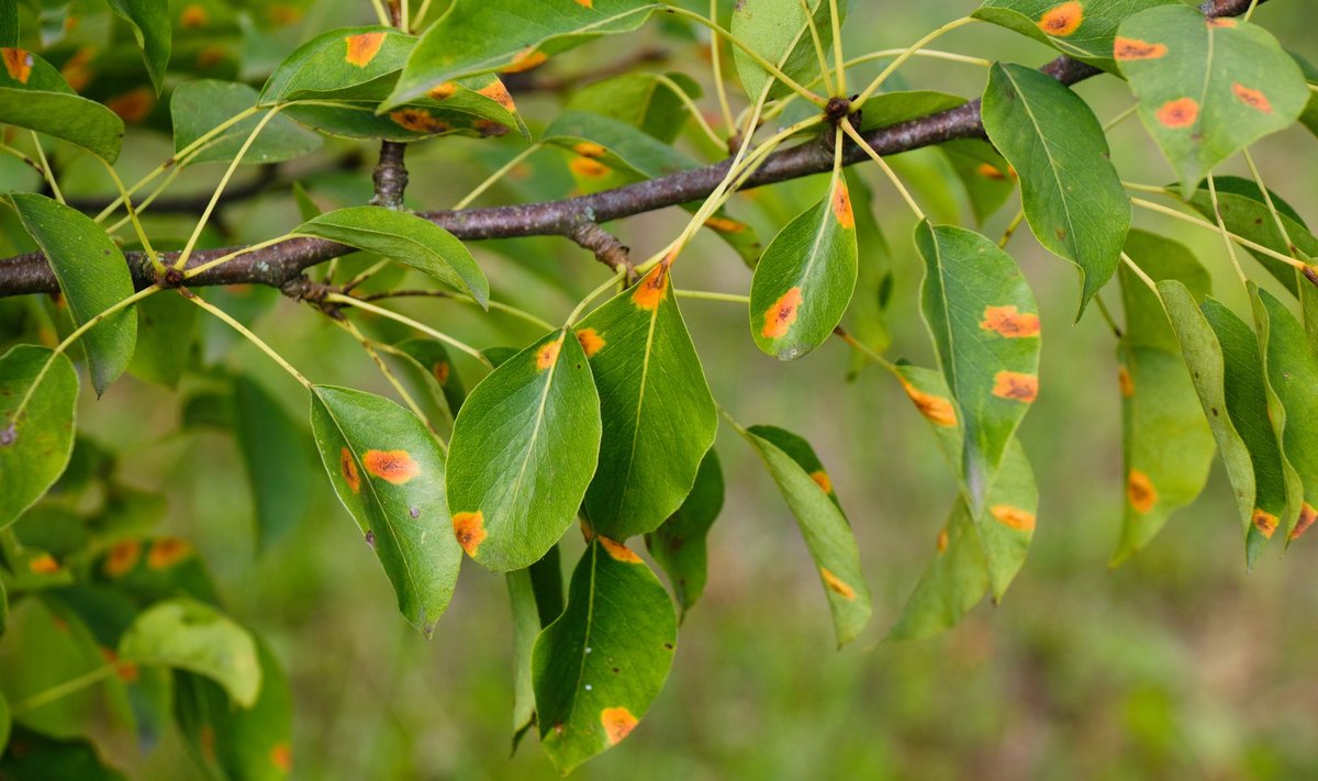 Juunis ilmuvad pirnipuudele oranžikad laigud, mis muutuvad aja jooksul keskelt tumedaks.